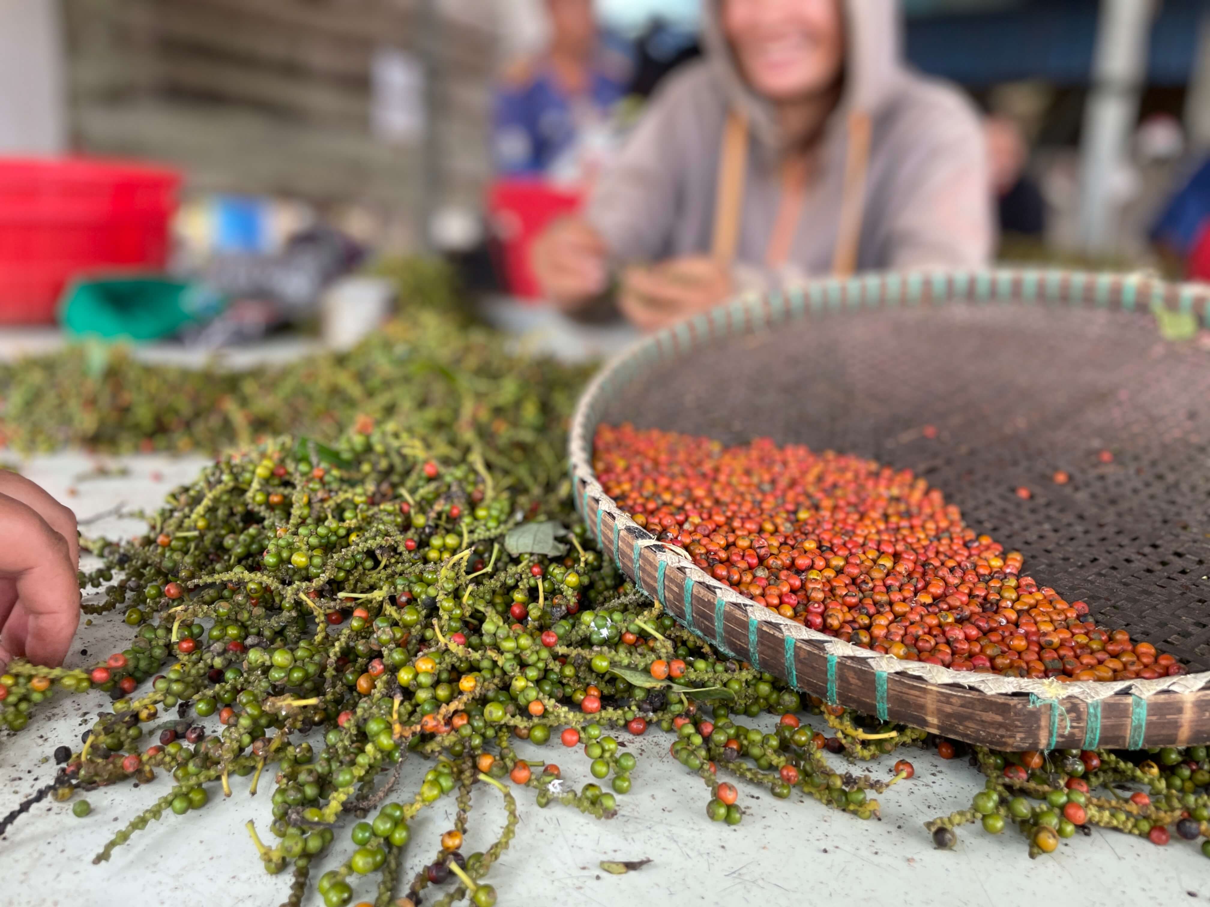 Ein Tag auf der Pfefferfarm in Kampot – zwischen Ernte, Begegnung und Fortschritt