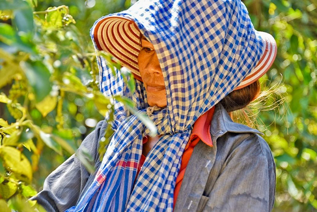 Erntehelferin mit Sonnentuch zwischen den Ranken der Kampot-Pfefferpflanzen